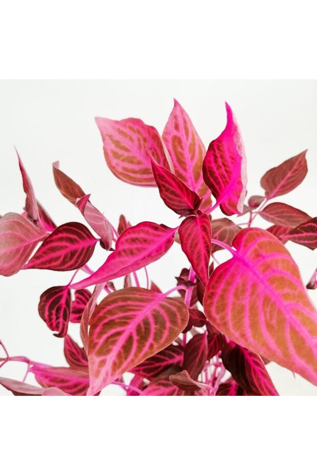 Kırmızı Çingene Şalvarı Çiçeği 10-20 cm - 2