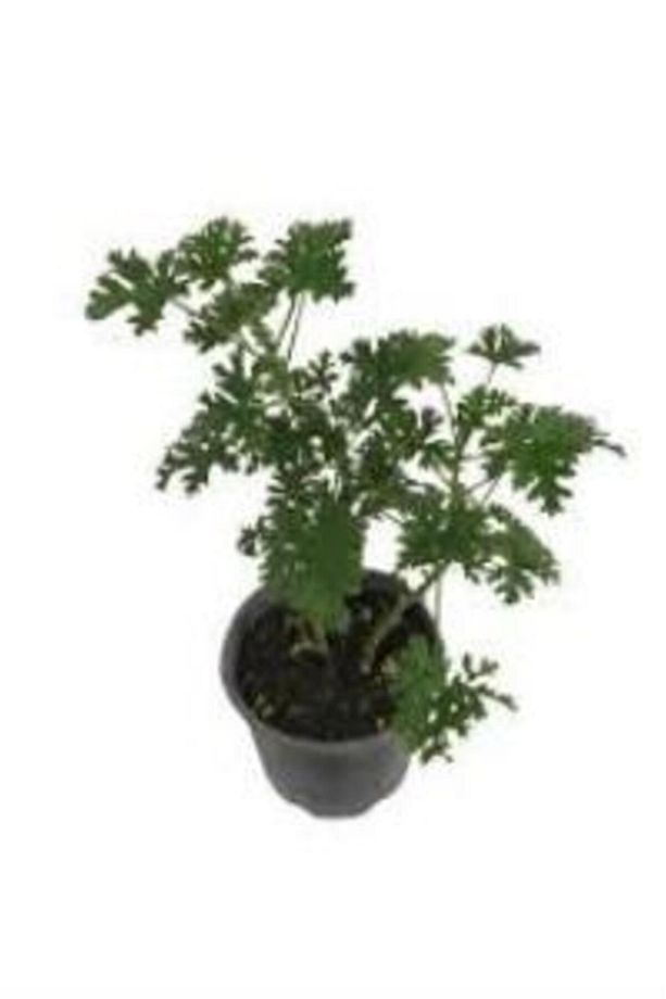 Gül Kokulu Itır Çiçeği 10-20 Cm - 1