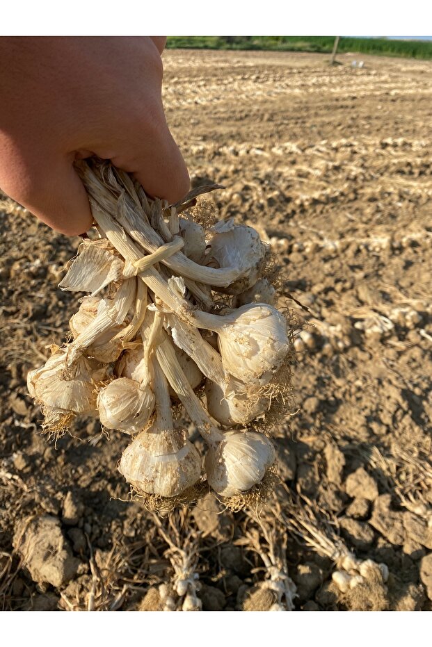 Kastamonu Taşköprü Sarımsak 1 Kg - 2