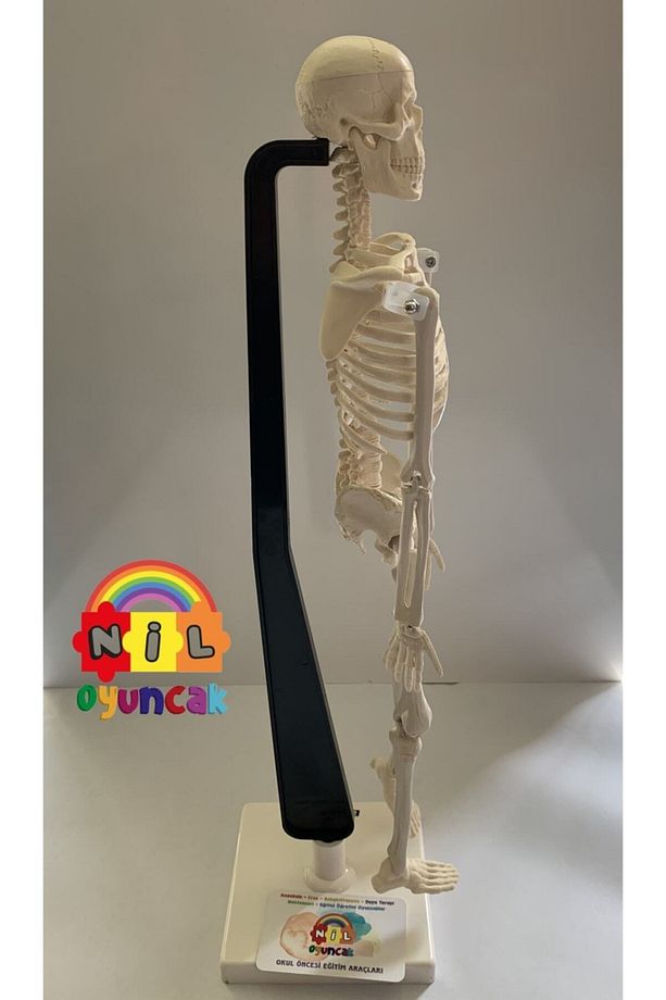 Insan Iskeleti Modeli 46cm - 3