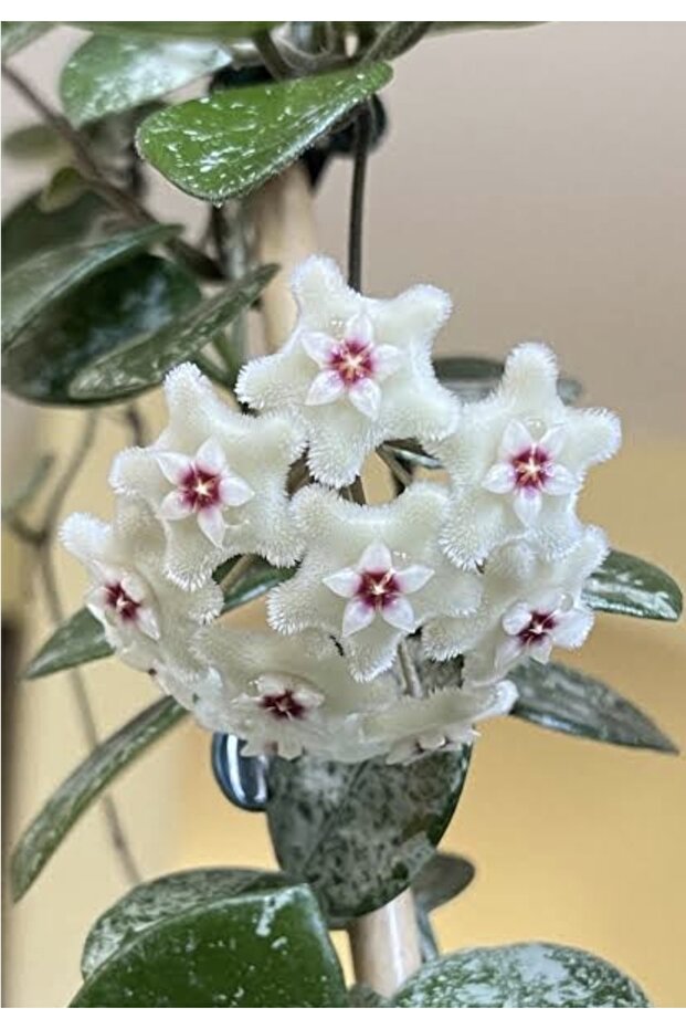 Hoya Mathilde Splash Mum Çiçeği - 1
