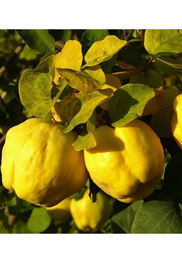 4 Çeşit Karışık Meyve Fidanı Zeytin  , Badem , Antep Fıstığı ve Ayva - 4