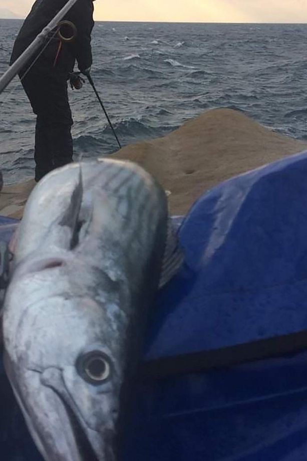 Sardin2 60g - Sahte Yem Kaşık Rapala - Levrek, Palamut, Lüfer, Çinekop, Turna Için En Iyi Jig Yemi - 4
