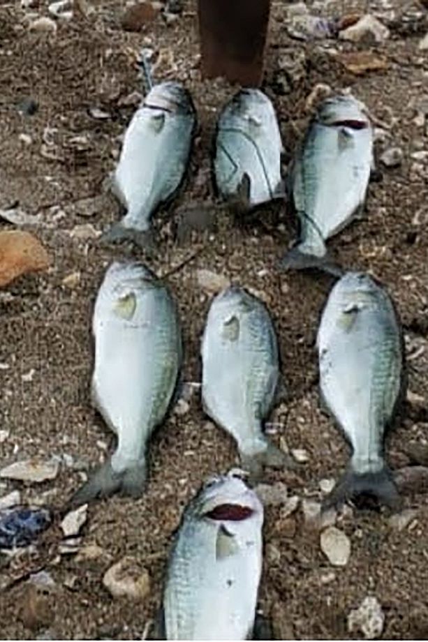 Sardin2 60g - Sahte Yem Kaşık Rapala -levrek, Palamut, Lüfer, Çinekop, Turna Için En Iyi Uv Jig Yem - 5