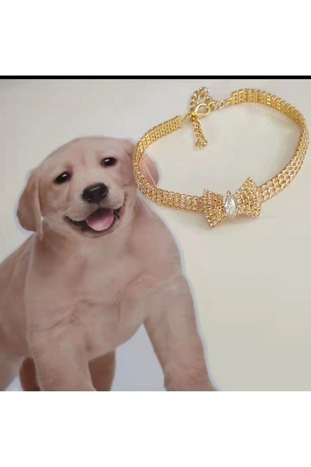 Altın Kaplama Zirkon Taşlı Kedi Ve Köpek Tasması - 7
