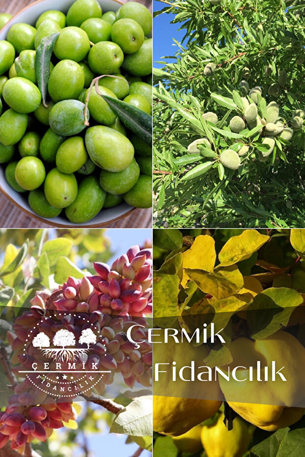 4 Çeşit Karışık Meyve Fidanı Zeytin  , Badem , Antep Fıstığı ve Ayva - 1