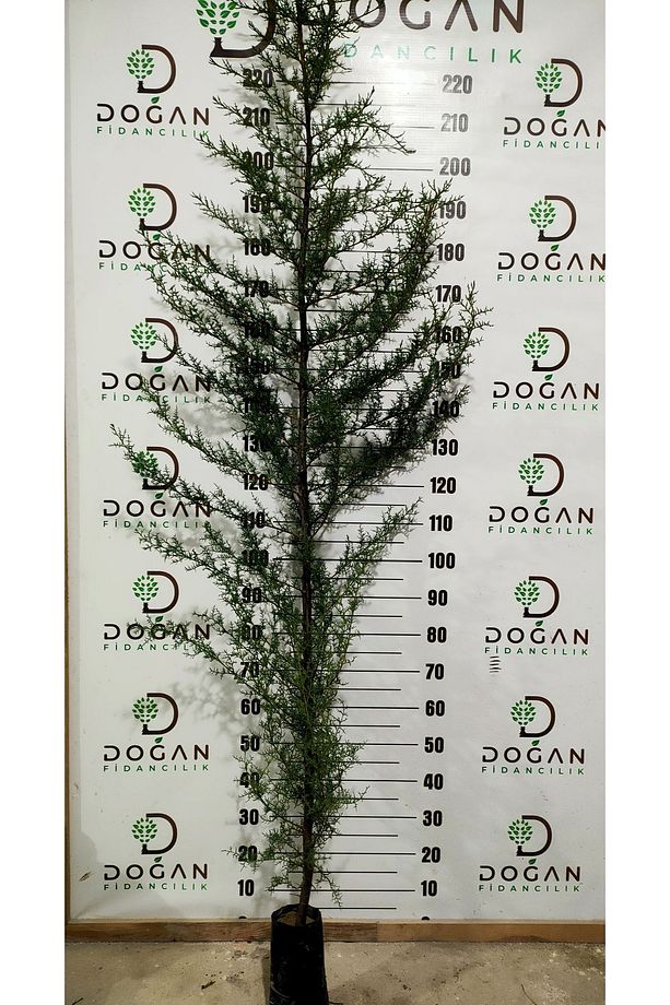 3 Adet Kara Servi Fidanı Tüplü 160 -190 Cm - 2