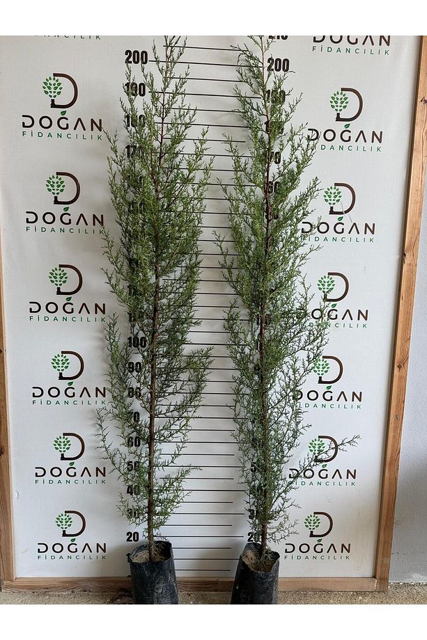 3 Adet Kara Servi Fidanı Tüplü 160 -190 Cm - 3