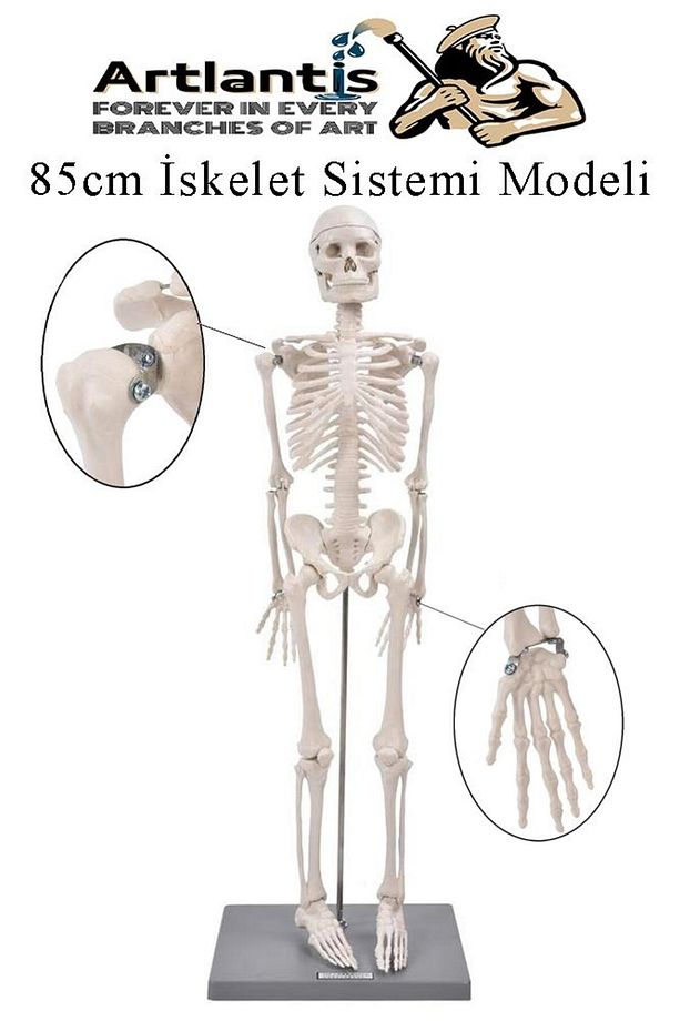 İskelet Maketi 85 cm 1 Adet Eğitim İnsan İskelet Modeli İskelet Sistemi Haraketli İskelet Anatomisi - 1