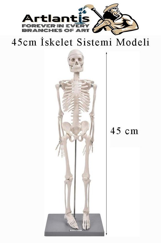 İskelet Maketi 45 cm 1 Adet Eğitim İnsan İskelet Modeli İskelet Sistemi Haraketli İskelet Anatomisi - 3