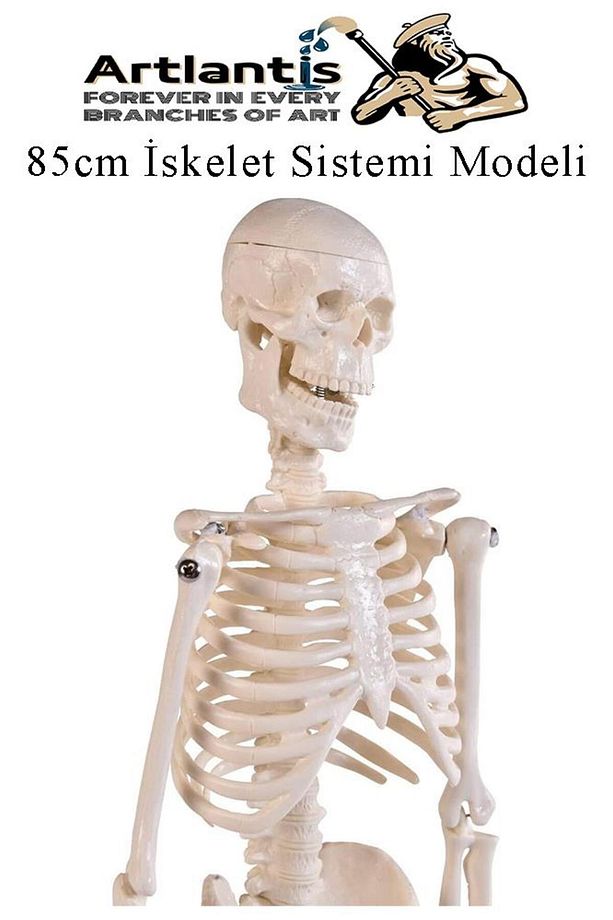 İskelet Maketi 85 cm 1 Adet Eğitim İnsan İskelet Modeli İskelet Sistemi Haraketli İskelet Anatomisi - 5