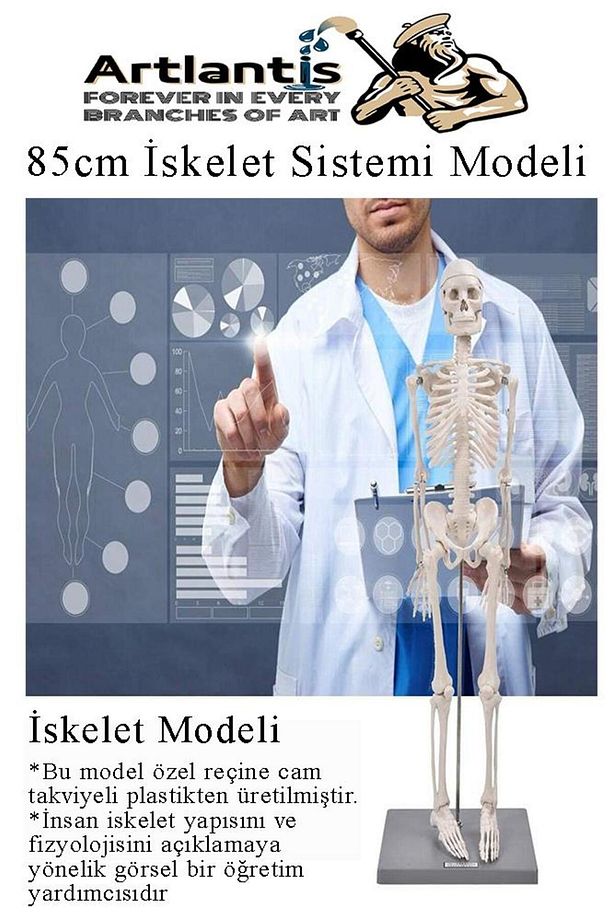İskelet Maketi 85 cm 1 Adet Eğitim İnsan İskelet Modeli İskelet Sistemi Haraketli İskelet Anatomisi - 7