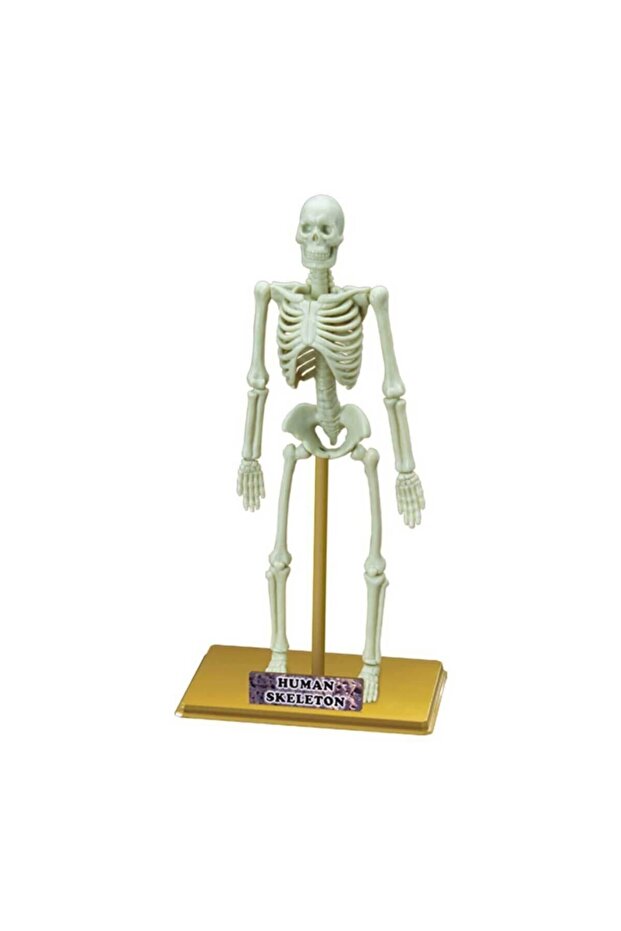 Science Set: Human Skeleton - 2