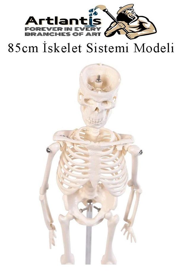 İskelet Maketi 85 cm 1 Adet Eğitim İnsan İskelet Modeli İskelet Sistemi Haraketli İskelet Anatomisi - 4