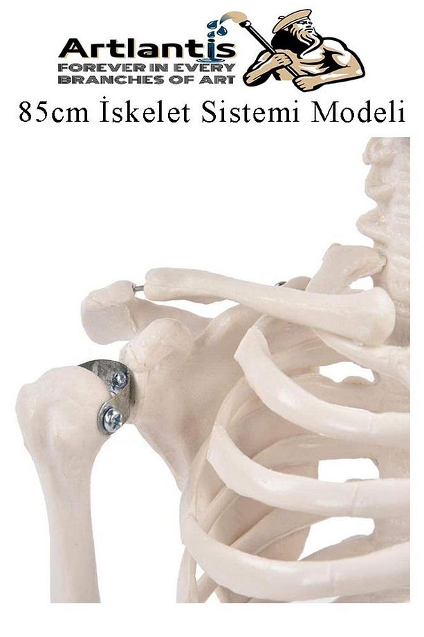 İskelet Maketi 85 cm 1 Adet Eğitim İnsan İskelet Modeli İskelet Sistemi Haraketli İskelet Anatomisi - 2