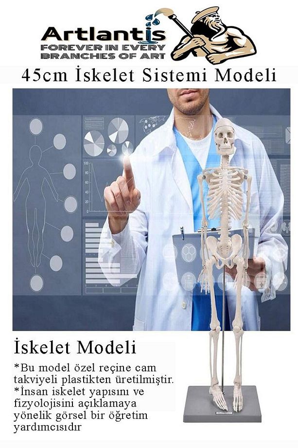 İskelet Maketi 45 cm 1 Adet Eğitim İnsan İskelet Modeli İskelet Sistemi Haraketli İskelet Anatomisi - 5