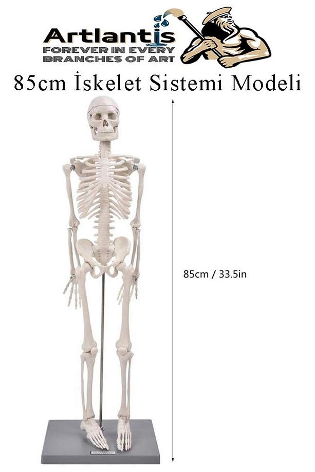 İskelet Maketi 85 cm 1 Adet Eğitim İnsan İskelet Modeli İskelet Sistemi Haraketli İskelet Anatomisi - 6