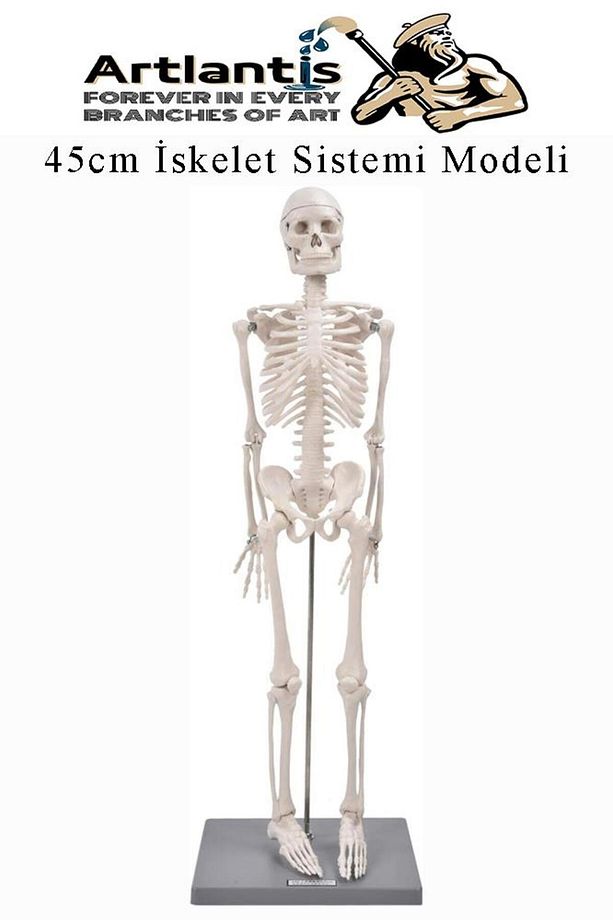 İskelet Maketi 45 cm 1 Adet Eğitim İnsan İskelet Modeli İskelet Sistemi Haraketli İskelet Anatomisi - 1