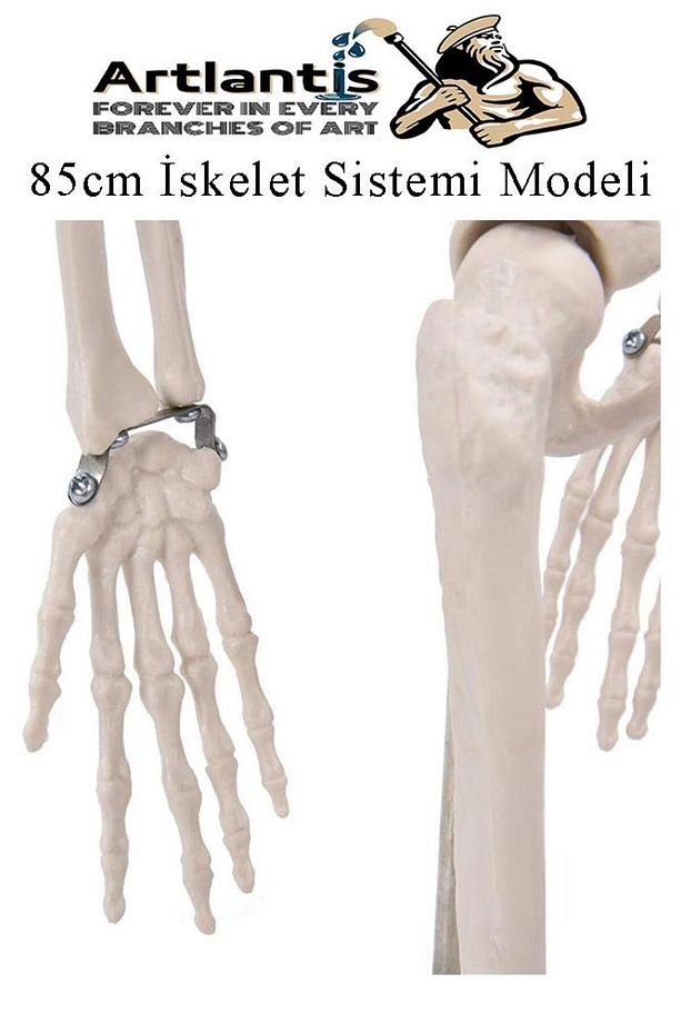 İskelet Maketi 85 cm 1 Adet Eğitim İnsan İskelet Modeli İskelet Sistemi Haraketli İskelet Anatomisi - 3