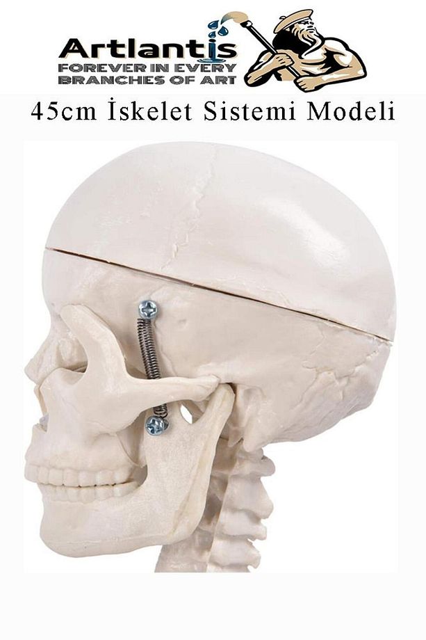 İskelet Maketi 45 cm 1 Adet Eğitim İnsan İskelet Modeli İskelet Sistemi Haraketli İskelet Anatomisi - 4