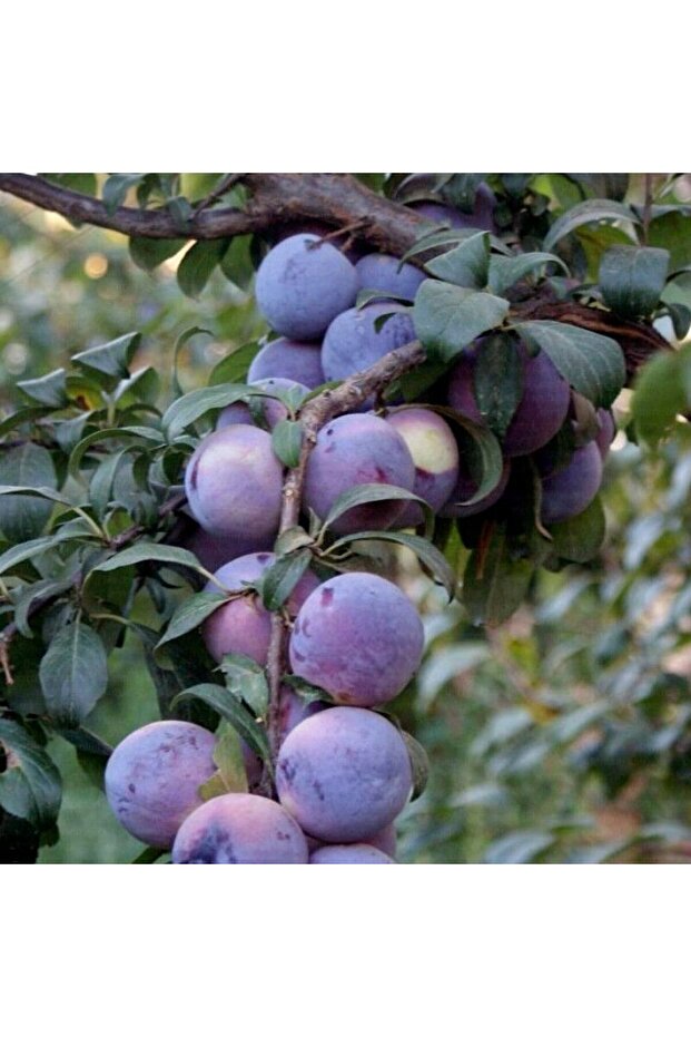 Anjelika Erik Fidanı Aşılı ( 2 Yaş \ Açık Köklü \ 80-100 Cm ) - 1