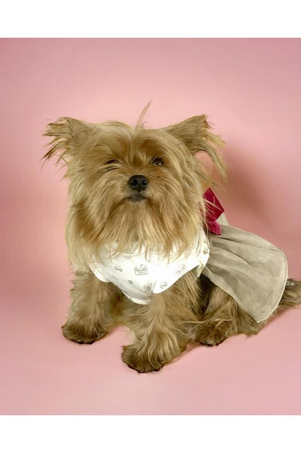 Creamy Fuchia Tütülü Köpek Elbisesi, Kıyafeti Tutu - 7