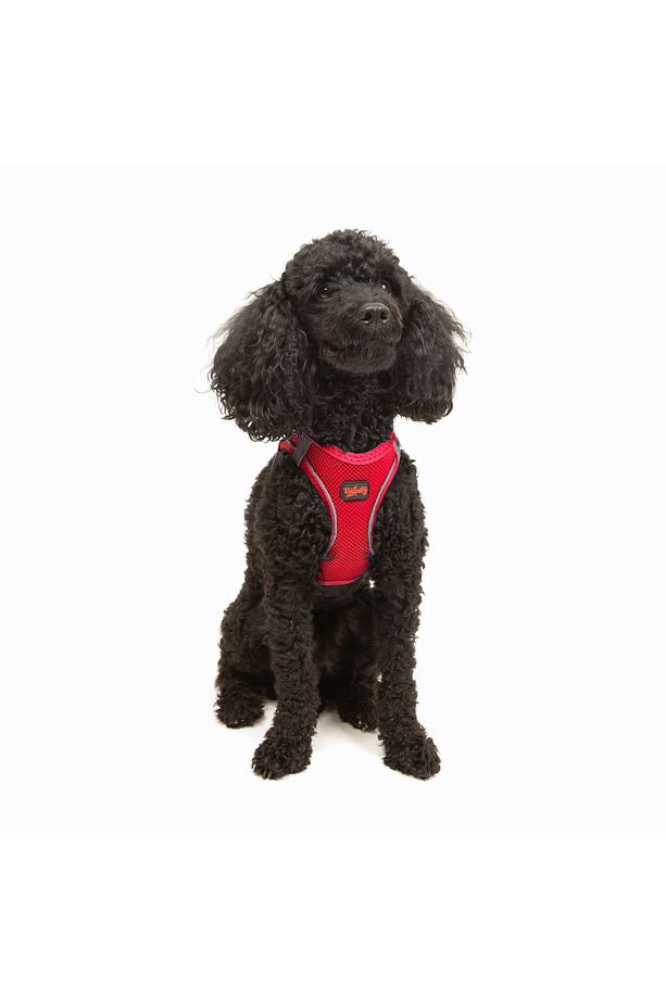 Kedi Köpek Air-Mesh Göğüs Tasması ve Gezdirme Sevk Kayışı Seti 2Sİ1 ARADA Parlak Kırmızı - 8