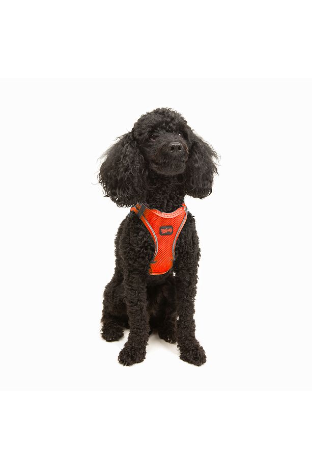 Kedi Köpek Air-Mesh Göğüs Tasması ve Gezdirme Sevk Kayışı Seti 2Sİ1 ARADA Neon Turuncu - 8