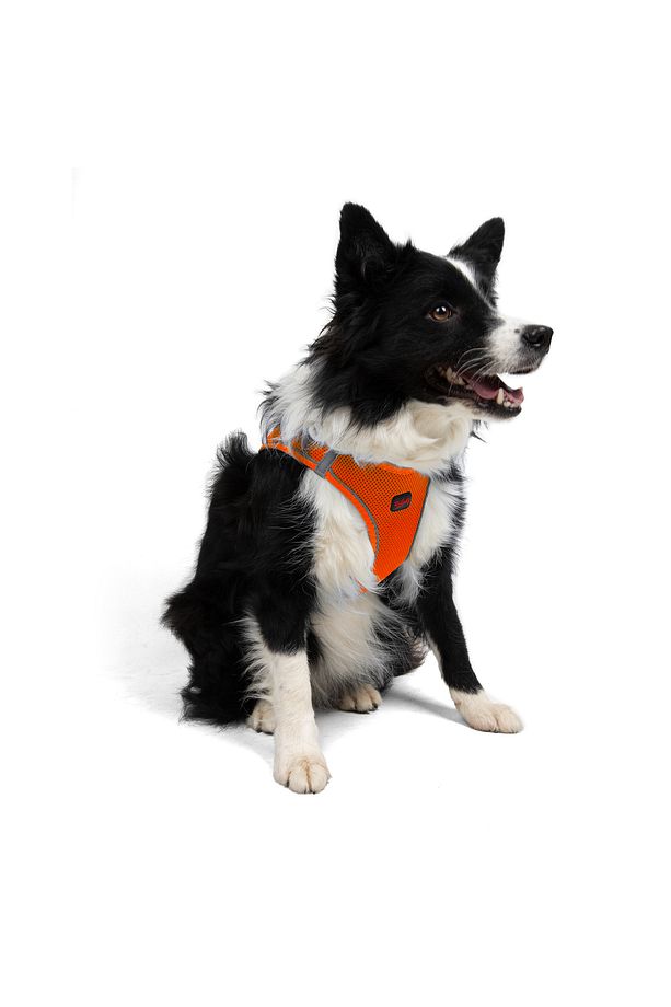 Kedi Köpek Air-Mesh Göğüs Tasması ve Gezdirme Sevk Kayışı Seti 2Sİ1 ARADA Neon Turuncu - 9