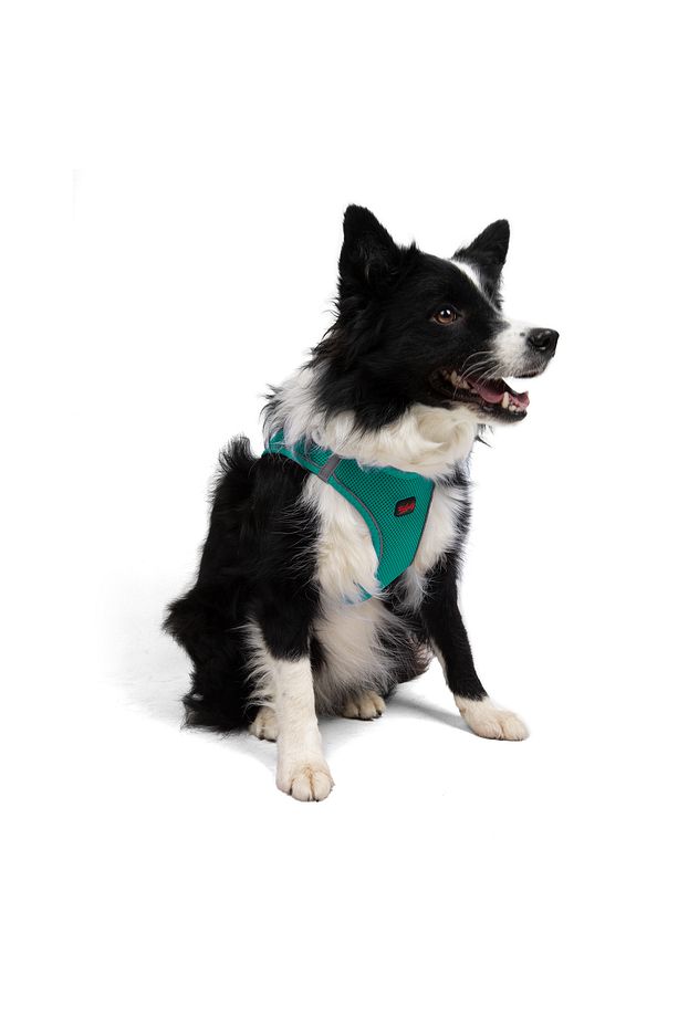 Kedi Köpek Air-Mesh Göğüs Tasması ve Gezdirme Sevk Kayışı Seti 2Sİ1 ARADA Yeşil - 9