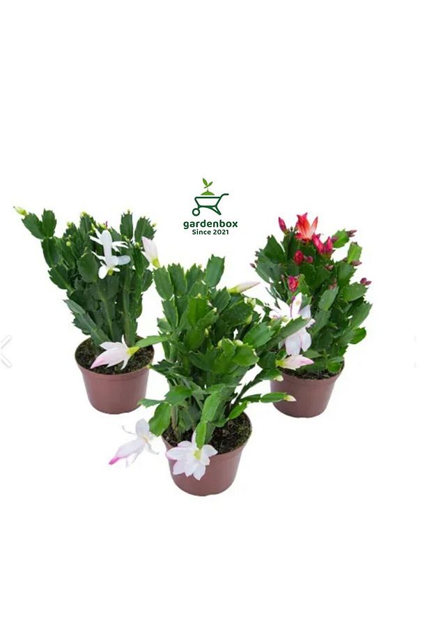Farklı Renklerde 3 ADET Saksılı 10-20cm Yılbaşı Çiçeği Kaktüsü İç Mekan Çiçeği - 1