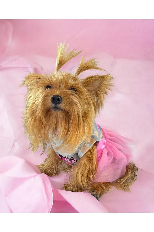 Pinky Minnie Tütülü Köpek Elbisesi, Kıyafeti Tutu - 5