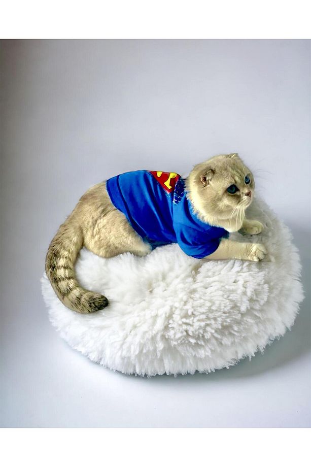 Mavi Superman Kedi Tişörtü Kedi Kıyafeti Kedi Elbisesi - 6