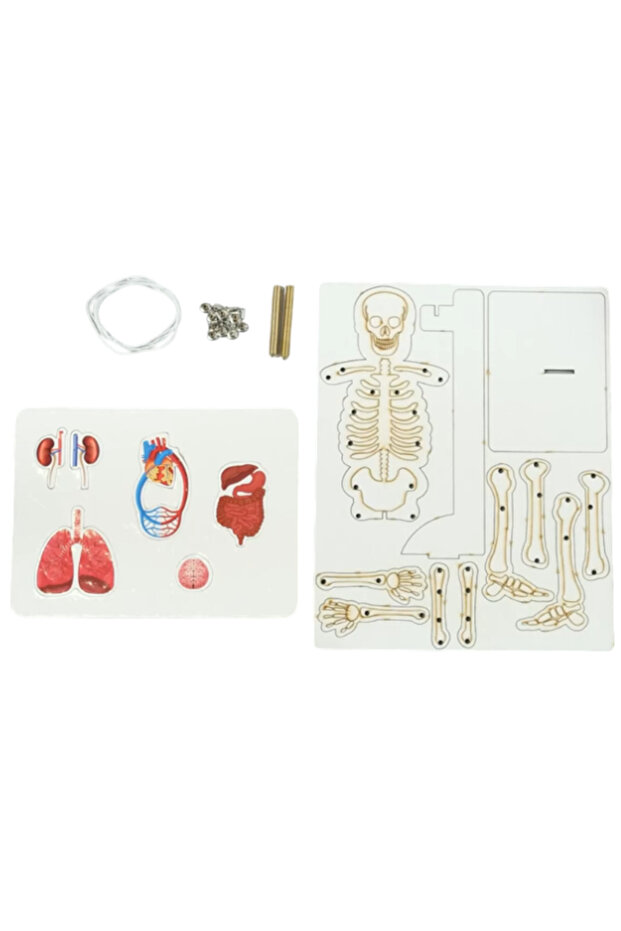İskelet ve Sistemler – Kendin Yap DIY Deney Bilim Seti - 2