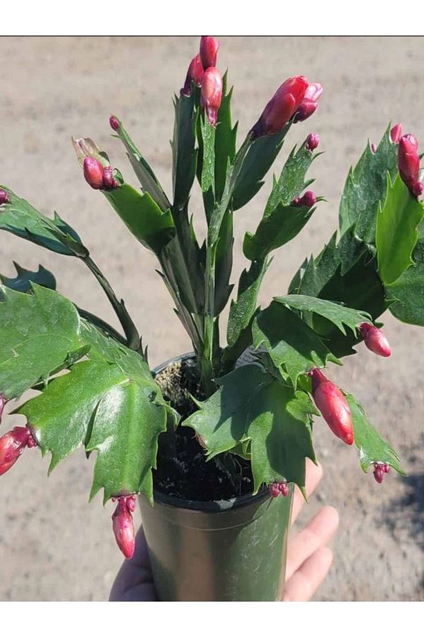 Farklı Renklerde 3 ADET Saksılı 10-20cm Yılbaşı Çiçeği Kaktüsü İç Mekan Çiçeği - 2