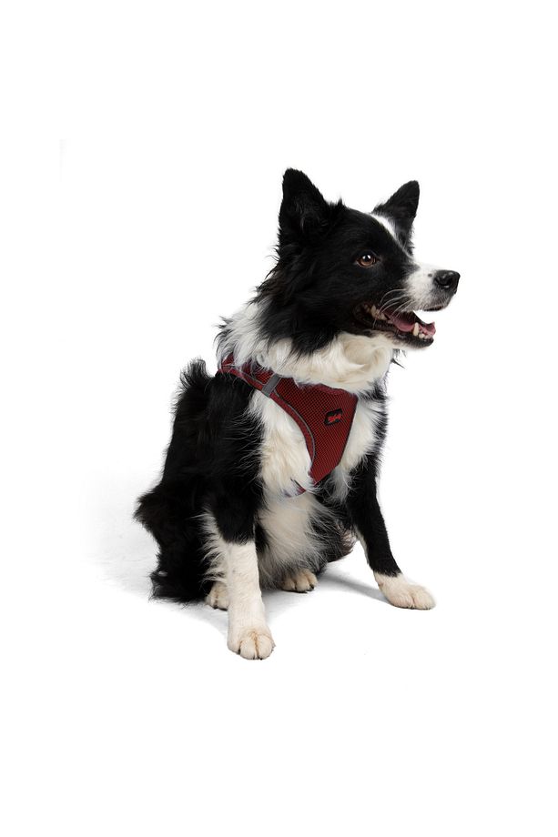 Kedi Köpek Air-Mesh Göğüs Tasması ve Gezdirme Sevk Kayışı Seti 2Sİ1 ARADA Kırmızı - 9