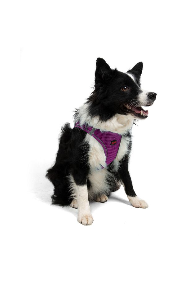 Kedi Köpek Air-Mesh Göğüs Tasması ve Gezdirme Sevk Kayışı Seti 2Sİ1 ARADA Mor - 9