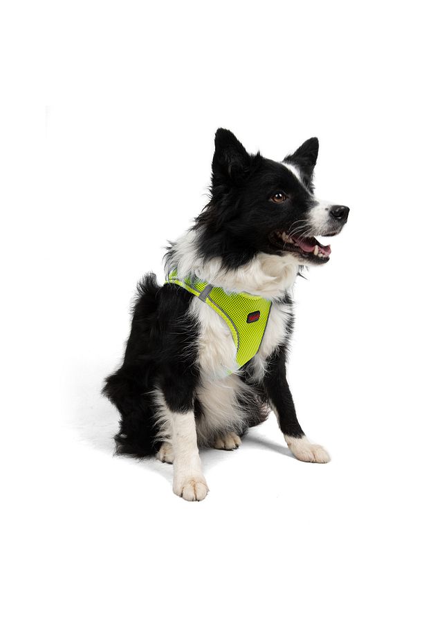 Kedi Köpek Air-Mesh Göğüs Tasması ve Gezdirme Sevk Kayışı Seti 2Sİ1 ARADA Neon Sarı - 9