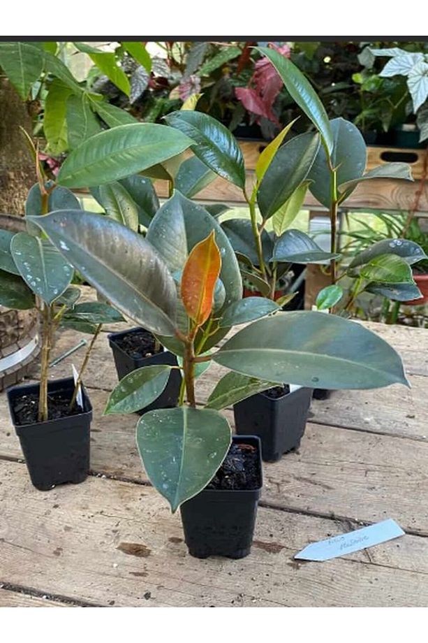 Kauçuk - Ficus Elastica Robusta Canlı Salon Bitkisi 20-45cm - 4