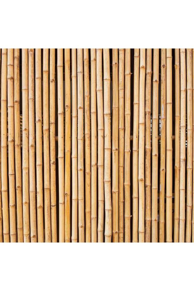 Bambu Sopası 210 Cm 19-20mm Bambu Çubuğu 5 Adet - 4