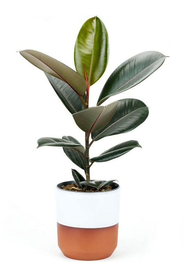 Kauçuk - Ficus Elastica Robusta Canlı Salon Bitkisi 20-45cm - 1