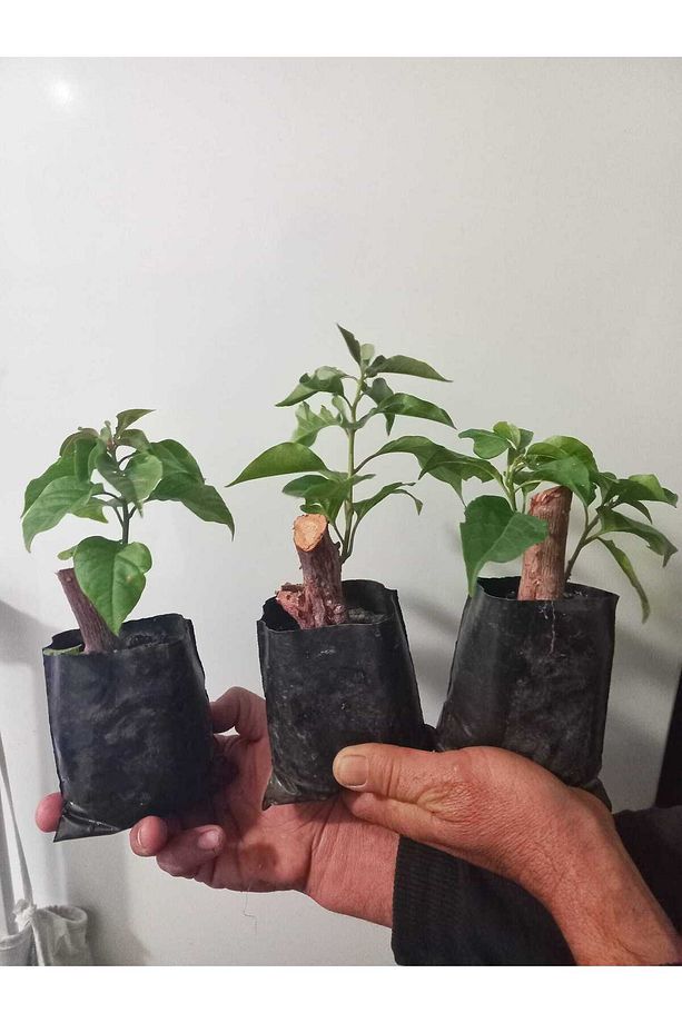begonvil fidesi 3 adet bodur begonvil çiçeği fidanı - 3