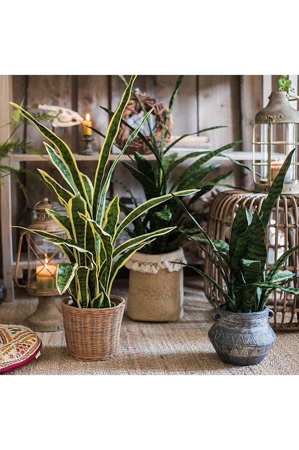 Yapay Çiçek Sansevieria Yeşil Kılıç Çiçeği 4 Adet 65cm Salon Çiçeği Yapay Bitki - 6