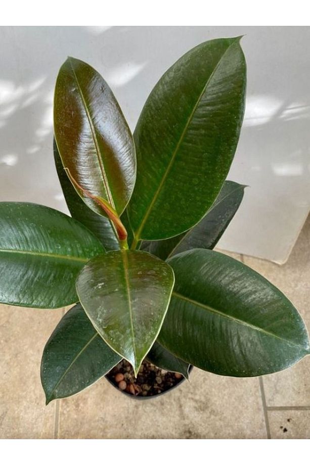 Kauçuk - Ficus Elastica Robusta Canlı Salon Bitkisi 20-45cm - 3