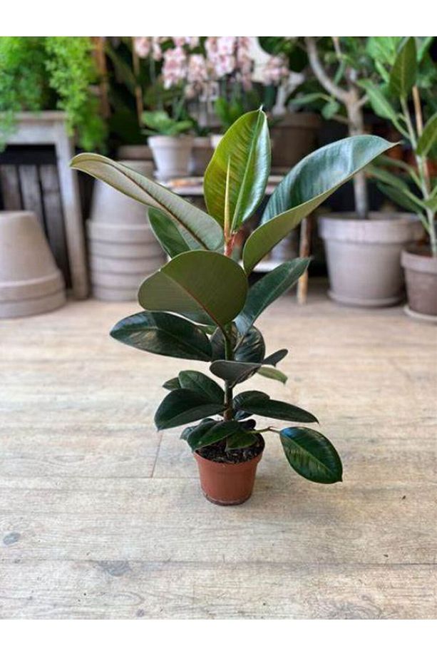 Kauçuk - Ficus Elastica Robusta Canlı Salon Bitkisi 20-45cm - 2