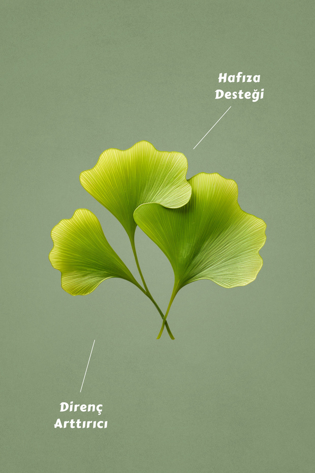 Ginkgo Bilobalı Çay Süzen Poşet 40'lı - 3