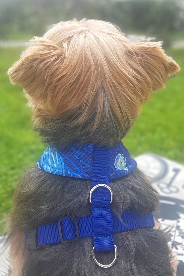 Yıldızlı Geceler Köpek Göğüs Tasması - 9
