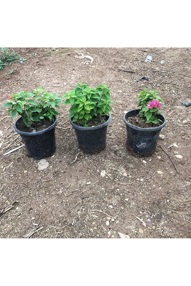 Bodur Begonvil Çiçeği - 4