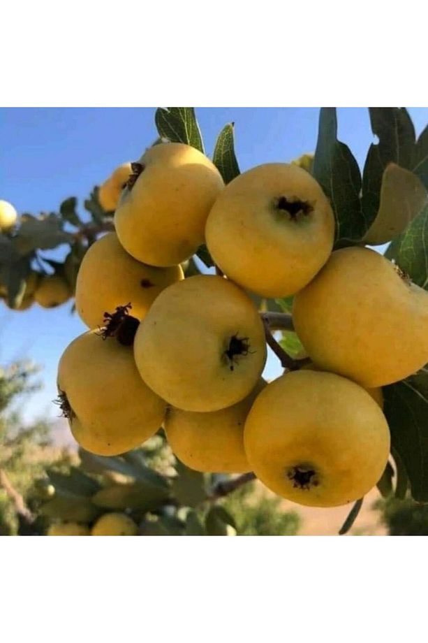 Eşme Ayva Fidanı- Aşılı Açık Kök Ayva Fidanı(150-180cm) Yarı Bodur Ayva Fidanı - 1