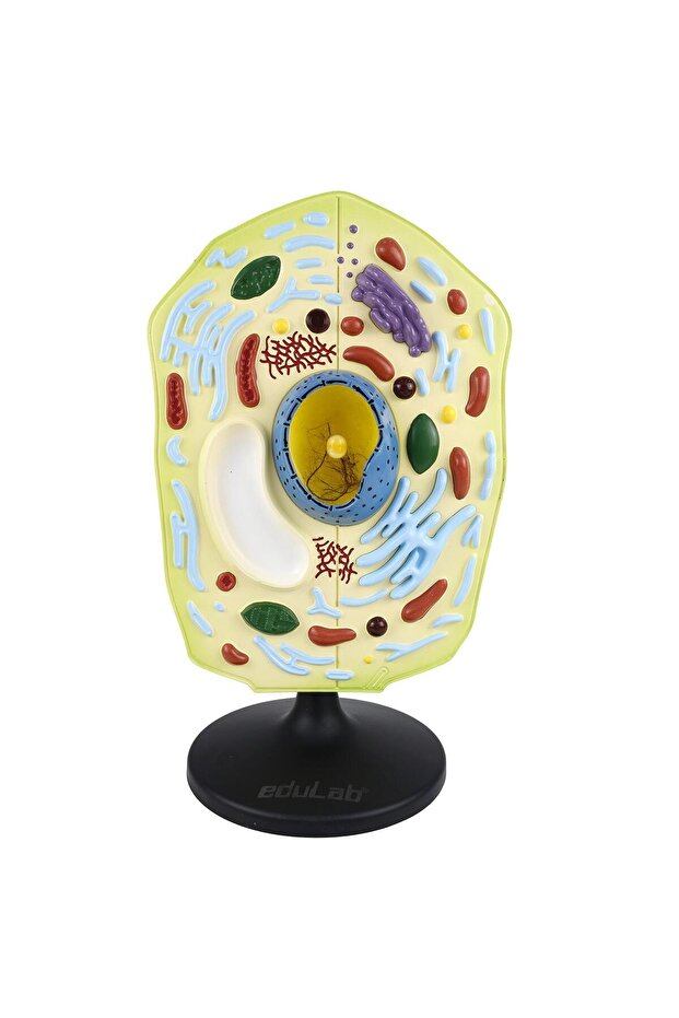 Hücre Modeli Bitki - 3